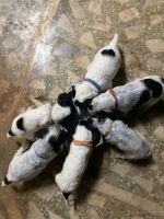 Portuguese Water Dog Puppies for sale in Gangaram, Chanda Nagar, Hyderabad, Telangana 500133, India. price: 50000 INR