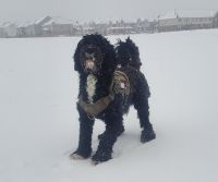 Portuguese Water Dog Puppies for sale in Rockwood, ON N0B 2K0, Canada. price: $3,000