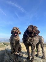 Portuguese Water Dog Puppies for sale in Orange County, CA, USA. price: NA