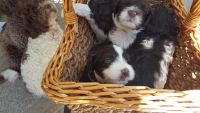Portuguese Water Dog Puppies for sale in Loveland, CO, USA. price: $2,250