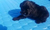Portuguese Water Dog Puppies for sale in Austin, TX 73301, USA. price: $600