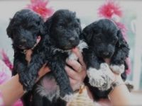 Portuguese Water Dog Puppies for sale in Boston, MA 02114, USA. price: $450