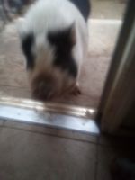 Pot Belly Pig Animals for sale in Fresno, CA, USA. price: $100