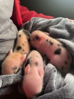 Pot Belly Pig Animals for sale in Fairfield, California. price: $300