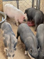 Pot Belly Pig Animals for sale in Tehachapi, CA 93561, USA. price: $50