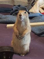 Prairie Dog Rodents for sale in Conroe, TX, USA. price: $150