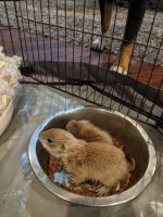 Prairie Dog Rodents for sale in 2057 Lonnon Rd, Barker, NY 14012, USA. price: $200