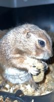 Prairie Dog Rodents for sale in Ravenna, OH 44266, USA. price: $200