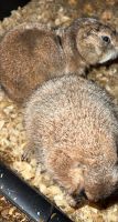 Prairie Dog Rodents Photos
