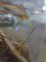 Praying Mantis Animals Photos