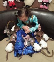 Prazsky Krysarik Puppies for sale in Wenatchee, WA 98801, USA. price: $500