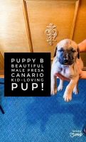 Presa Canario Puppies Photos