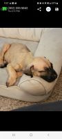 Presa Canario Puppies for sale in Washington, DC, USA. price: $1,200