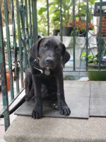 Presa Canario Puppies for sale in Philadelphia, PA, USA. price: $700