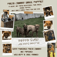 Presa Canario Puppies for sale in East Legon, Accra, Ghana. price: 23,500 GHS