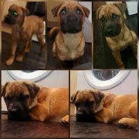 Presa Canario Puppies for sale in Phoenix St, Hempstead, NY 11550, USA. price: $600