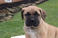 Presa Canario Puppies for sale in Canton, OH, USA. price: $599