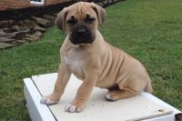 Presa Canario Puppies for sale in Canton, OH, USA. price: $599