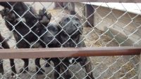 Presa Canario Puppies for sale in Sturgis, MI 49091, USA. price: $800