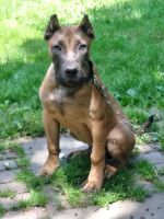 Presa Canario Puppies for sale in Westminster, MD, USA. price: $1,000