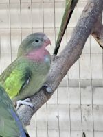 Princess Parrot Birds Photos