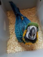 Princess Parrot Birds for sale in Carlsbad, CA, USA. price: $1,300