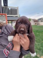 Pudelpointer Puppies for sale in Hooper, UT, USA. price: $800