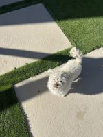 Pudelpointer Puppies for sale in Las Vegas, Nevada. price: NA