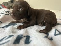 PudelPointer ready to go, papers and shot done