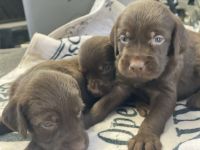 Pudelpointer Puppies for sale in Menifee, CA, USA. price: $2,000