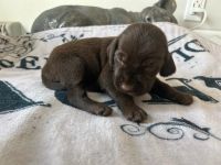 PudelPointer ready to go, papers and shot done