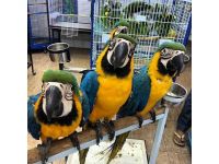 Puffin Birds for sale in Texas City, TX, USA. price: $1,500
