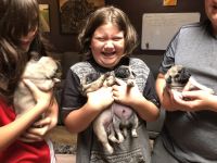 Adorable pug puppies