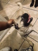 Pug Puppy for sale