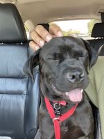 Young Pug/Lab Mix looking for home