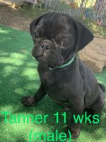 If You Are Looking 4 Adorable, Loving, Puppy Breath & Tons of Kisses