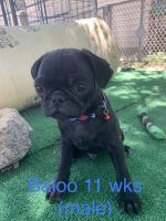 If You Are Looking 4 Adorable, Loving, Puppy Breath & Tons of Kisses