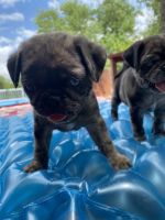 Pug puppies