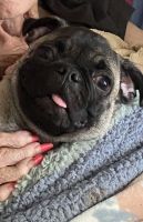 Pug puppy 3months old