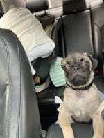 Pug puppy 3months old