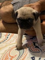 Five pure pug puppies for sell