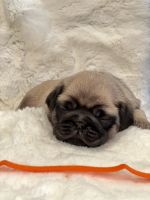 Adorable Pugs for sale