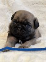 Adorable Pugs for sale
