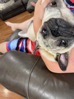 Healthy, Happy Fawn Puppies coming in November