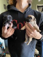 Pug puppies