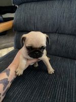 Pug puppies