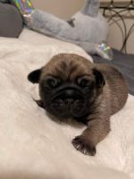 Pug Puppies