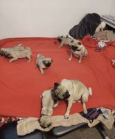 Pug puppies