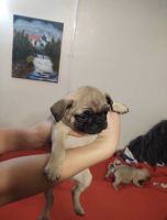 Pug puppies