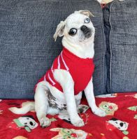 Panda Pug Exotic Pugs